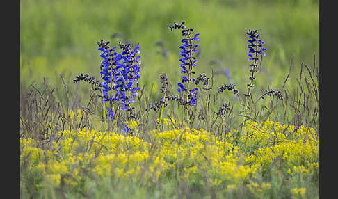 Wiesen-Salbei (Salvia pratensis)