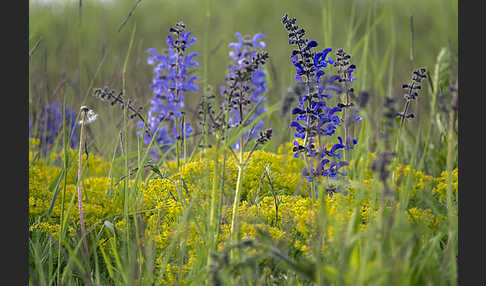 Wiesen-Salbei (Salvia pratensis)