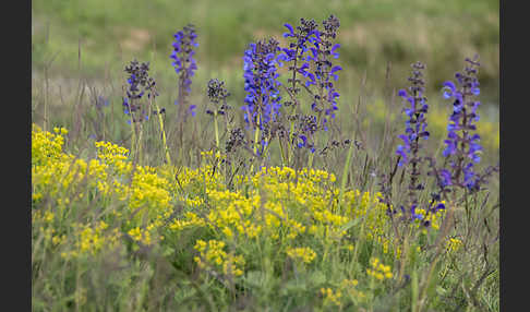 Wiesen-Salbei (Salvia pratensis)