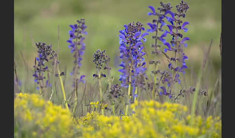 Wiesen-Salbei (Salvia pratensis)