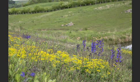 Wiesen-Salbei (Salvia pratensis)