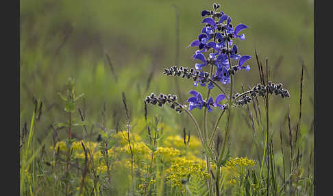 Wiesen-Salbei (Salvia pratensis)