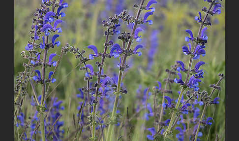 Wiesen-Salbei (Salvia pratensis)