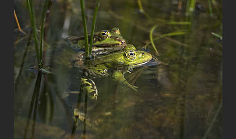 Teichfrosch (Pelophylax kl. esculentus)