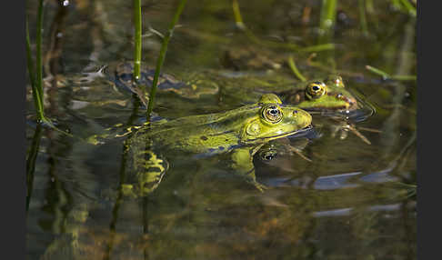 Teichfrosch (Pelophylax kl. esculentus)