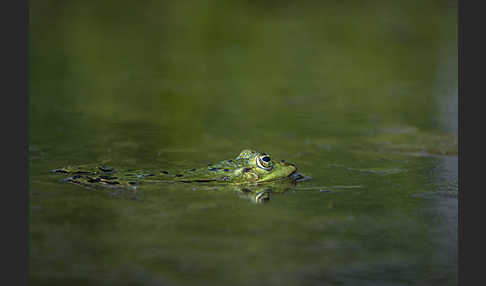 Teichfrosch (Pelophylax kl. esculentus)