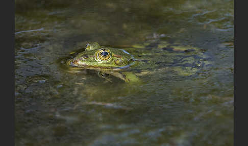 Teichfrosch (Pelophylax kl. esculentus)