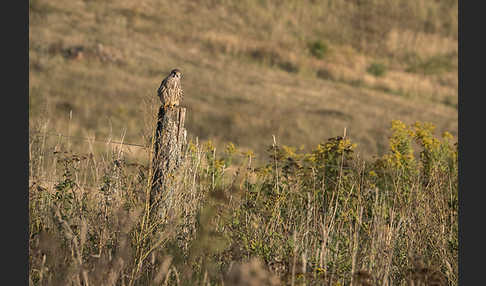 Turmfalke (Falco tinnunculus)