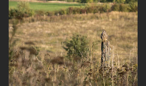 Turmfalke (Falco tinnunculus)