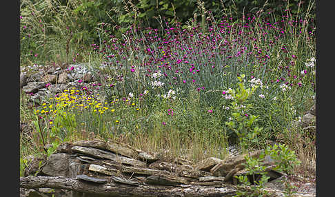 Garten (garden)