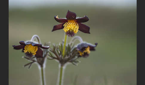 Wiesen-Kuhschelle (Pulsatilla pratensis)