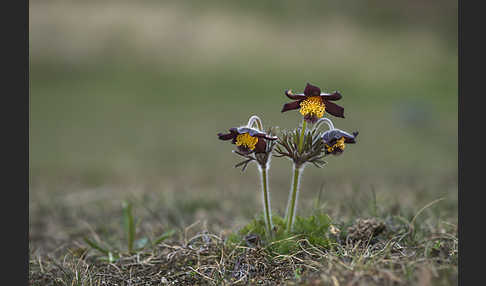 Wiesen-Kuhschelle (Pulsatilla pratensis)