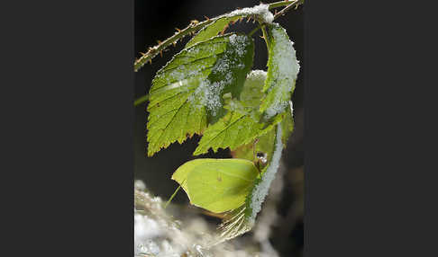 Zitronenfalter (Gonepteryx rhamni)