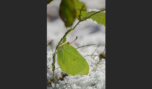 Zitronenfalter (Gonepteryx rhamni)