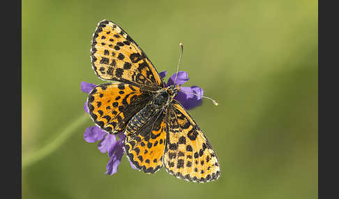 Roter Scheckenfalter (Melitaea didyma)