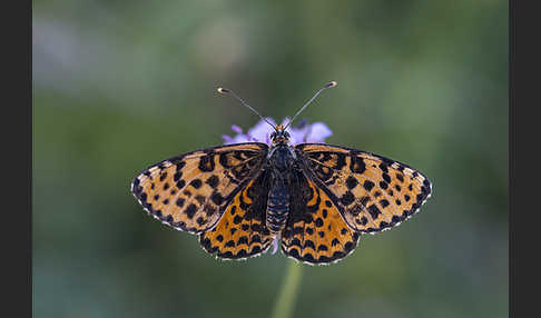 Roter Scheckenfalter (Melitaea didyma)