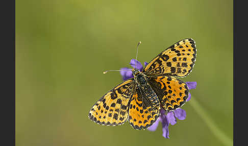 Roter Scheckenfalter (Melitaea didyma)