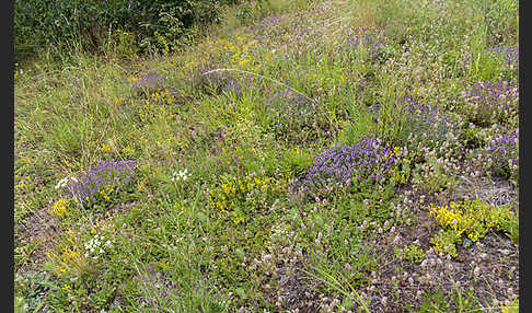 Mauerpfeffer (Sedum spec.)