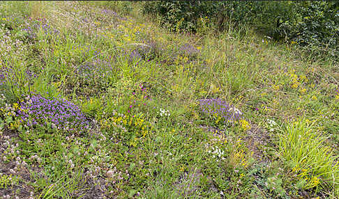 Mauerpfeffer (Sedum spec.)