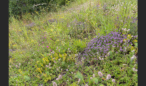 Mauerpfeffer (Sedum spec.)