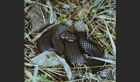 Kreuzotter (Vipera berus)