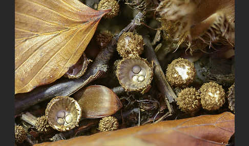 Gestreifter Teuerling (Cyathus striatus)