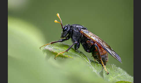 Birken-Keulenhornblattwespe (Cimbex femorata)