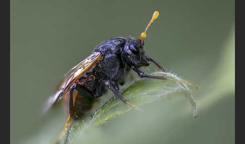 Birken-Keulenhornblattwespe (Cimbex femorata)