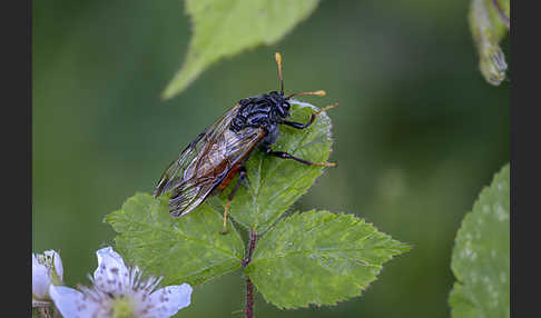 Birken-Keulenhornblattwespe (Cimbex femorata)