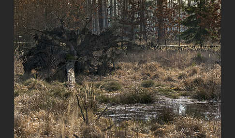 Thüringen (Thuringia)