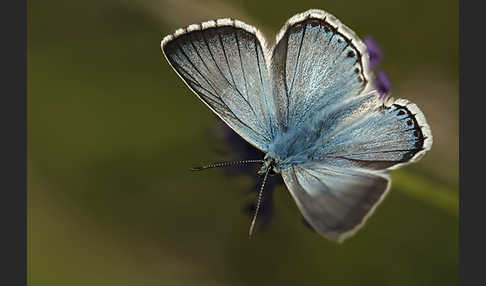 Silberbläuling (Polyommatus coridon)