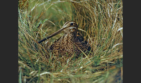 Bekassine (Gallinago gallinago)