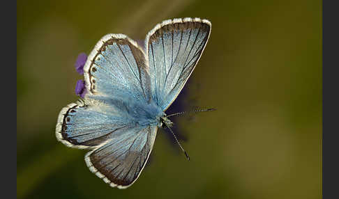 Silberbläuling (Polyommatus coridon)