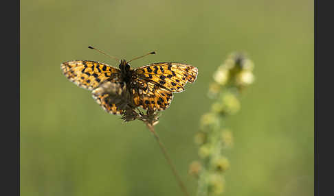 Roter Scheckenfalter (Melitaea didyma)