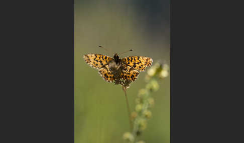 Roter Scheckenfalter (Melitaea didyma)