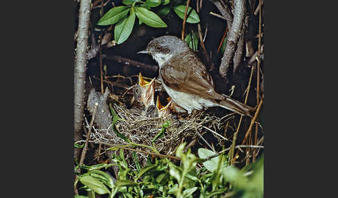 Zaungrasmücke (Sylvia curruca)