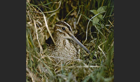 Bekassine (Gallinago gallinago)