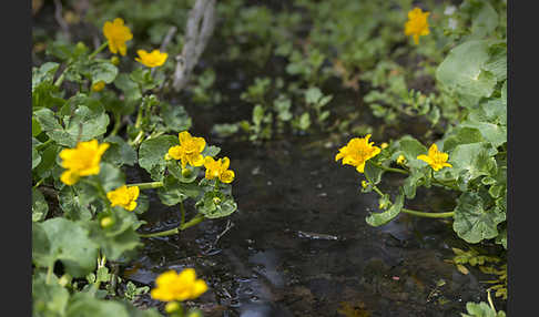 Sumpf-Dotterblume (Caltha palustris)