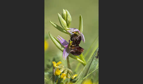 Bienen-Ragwurz (Ophrys apifera)