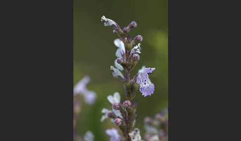 Pannonische Katzenminze (Nepeta nuda)