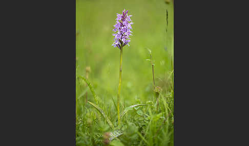 Fuchs Knabenkraut (Dactylorhiza fuchsii)