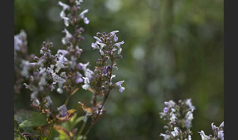 Pannonische Katzenminze (Nepeta nuda)