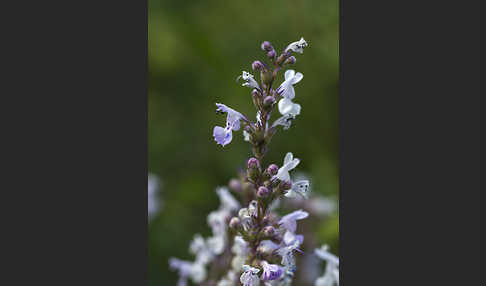 Pannonische Katzenminze (Nepeta nuda)