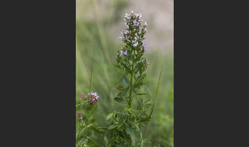 Pannonische Katzenminze (Nepeta nuda)