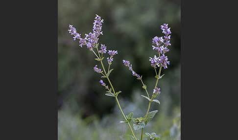 Pannonische Katzenminze (Nepeta nuda)