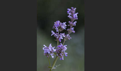 Pannonische Katzenminze (Nepeta nuda)