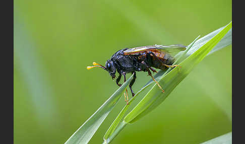 Birken-Keulenhornblattwespe (Cimbex femorata)