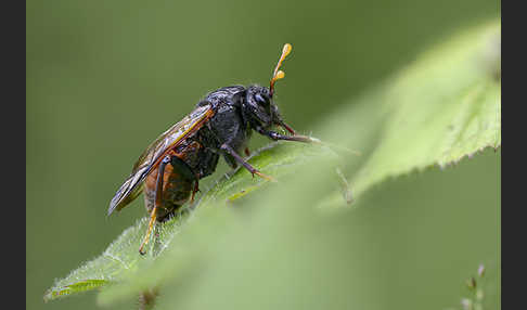 Birken-Keulenhornblattwespe (Cimbex femorata)