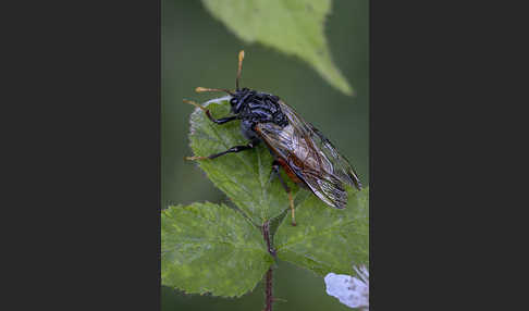 Birken-Keulenhornblattwespe (Cimbex femorata)