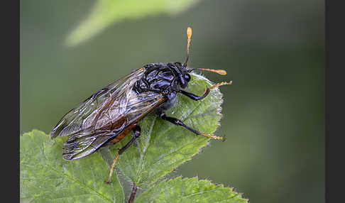 Birken-Keulenhornblattwespe (Cimbex femorata)